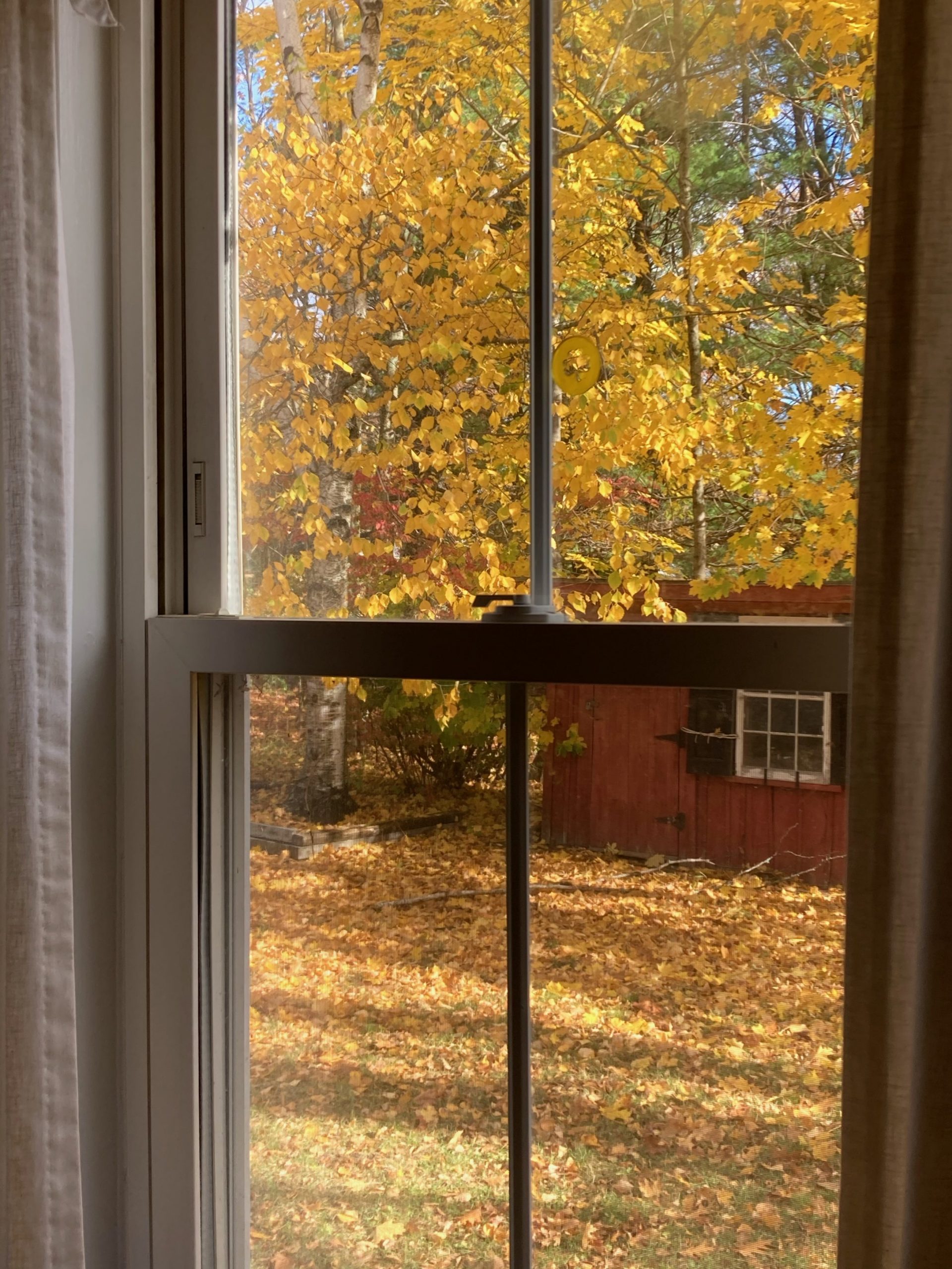 tree outside window